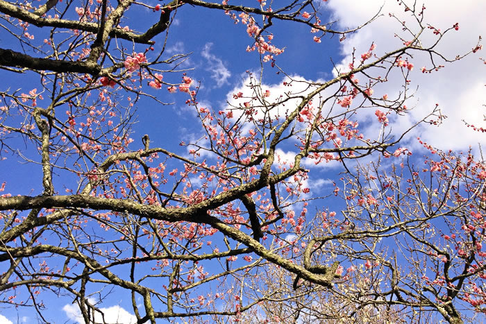 2月の日帰りバス旅行におススメの行き先