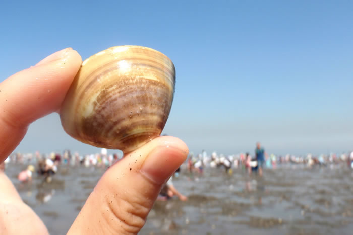 4月の日帰りバス旅行におススメの行き先