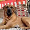 高知への団体旅行にイチオシ！土佐闘犬の観戦や子犬との触れ合いが楽しめる「土佐犬スタジオ」