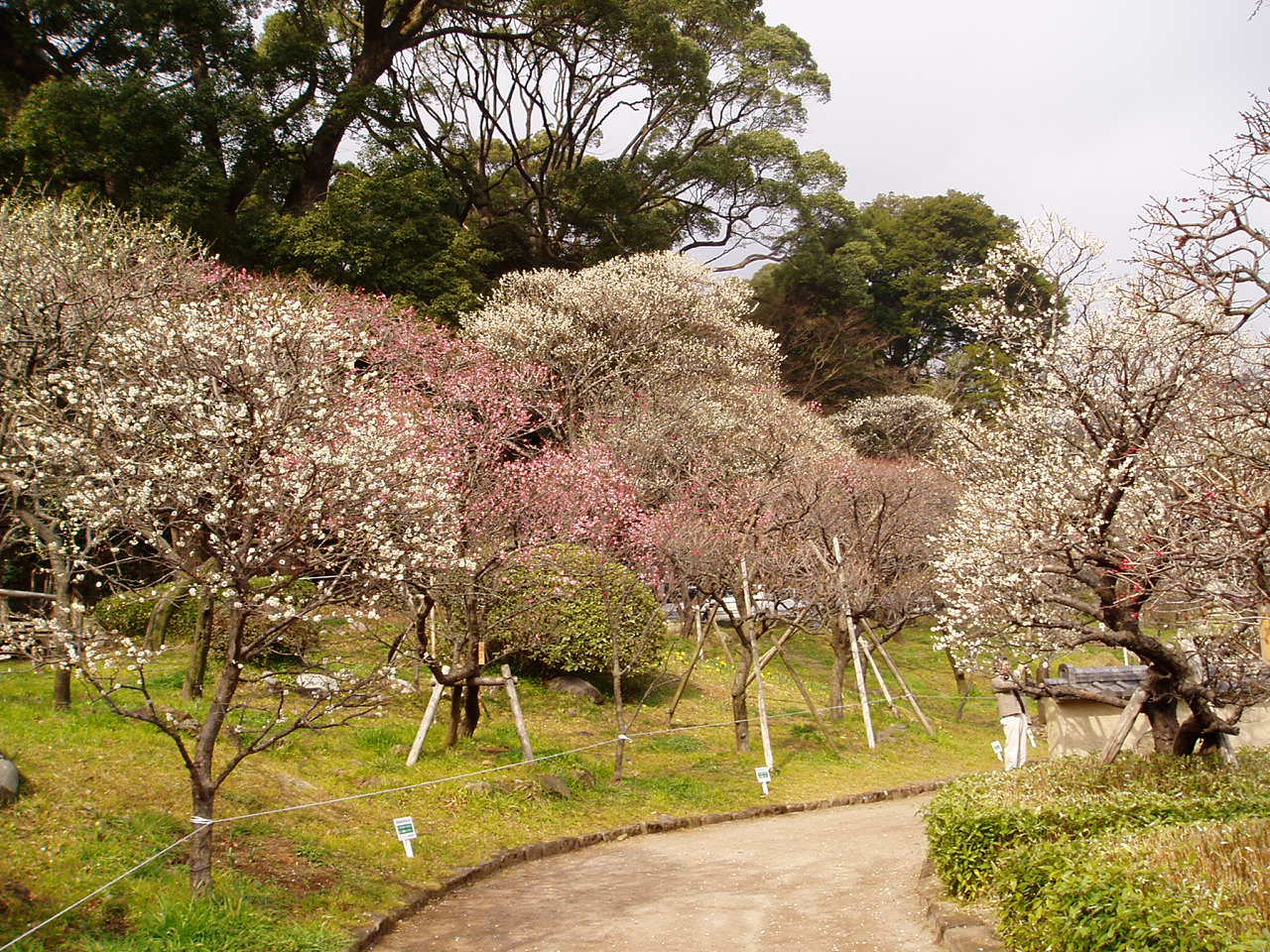 熱海梅園