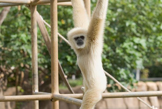 ホノルル動物園