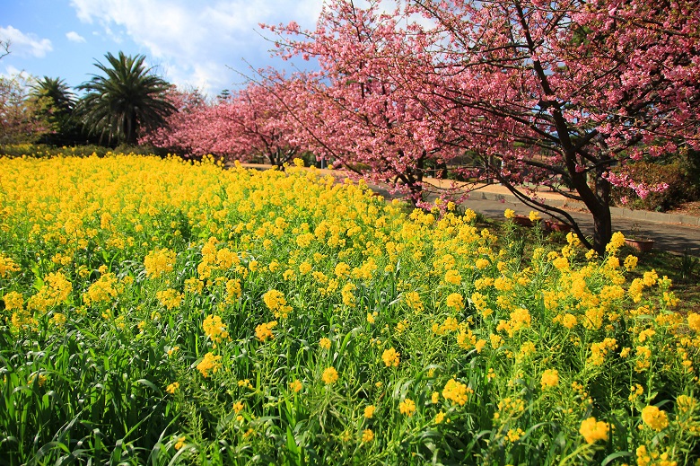 初島のお花畑