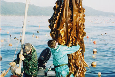 北海道の昆布