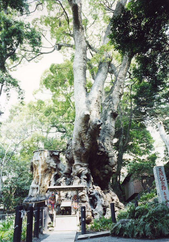 来宮神社