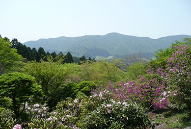 仙石原温泉