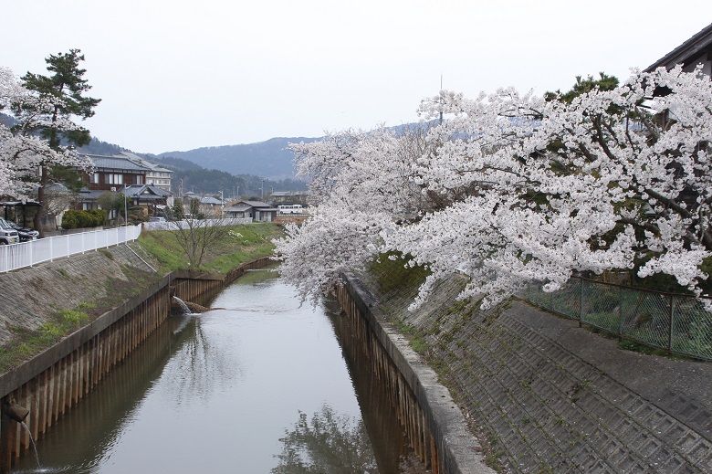 岩室温泉の桜並木