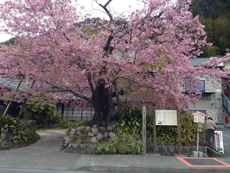 河津桜