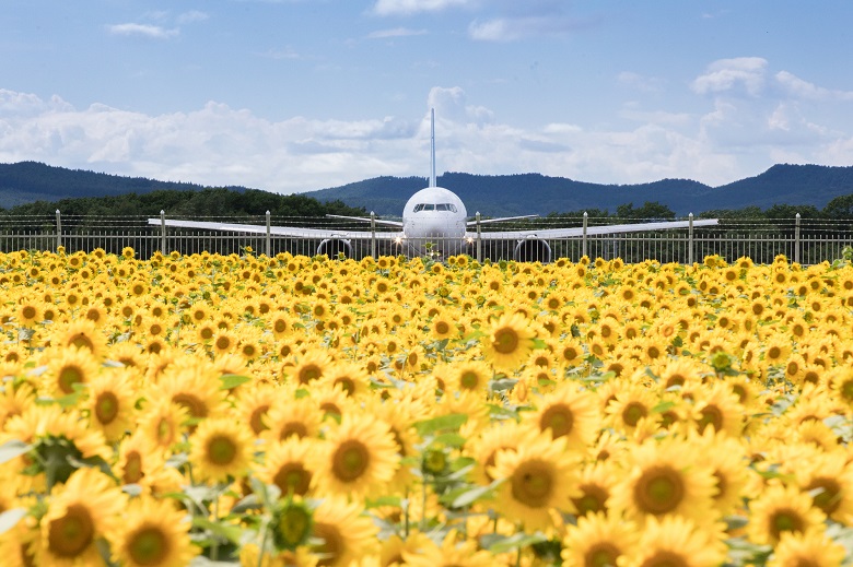 女満別空港のひまわり畑