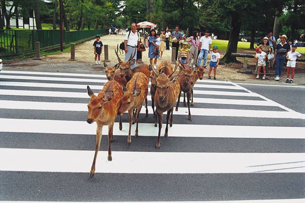 奈良公園