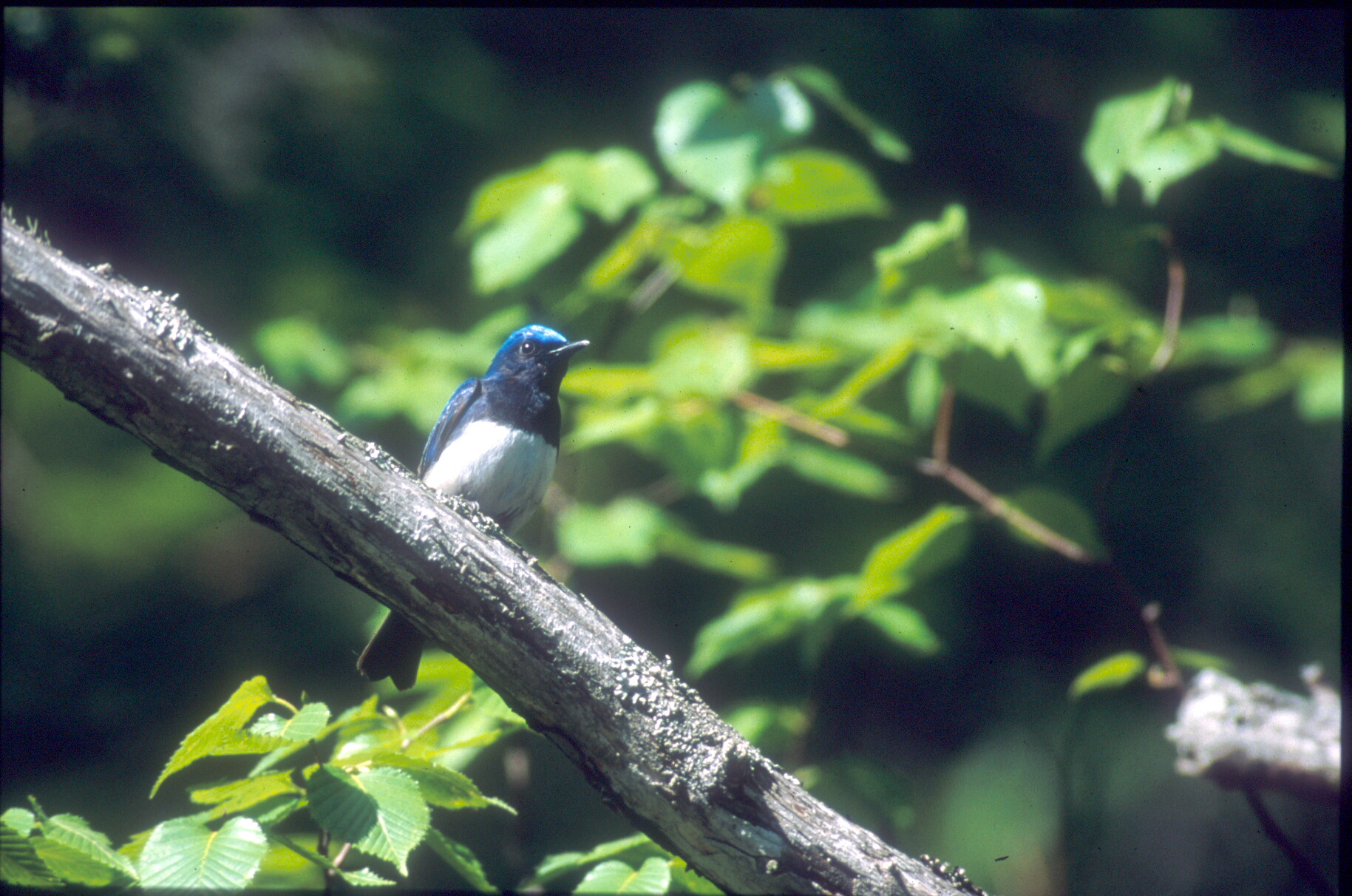 野鳥や植物と共存