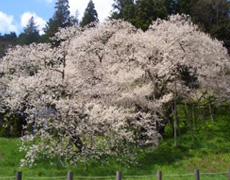 樹齢1100年といわれる臥龍桜