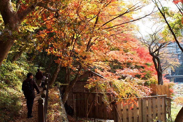 箒川沿いの紅葉