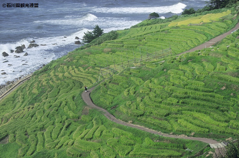 白米千枚田