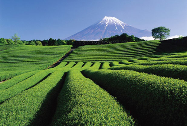 静岡のお茶畑