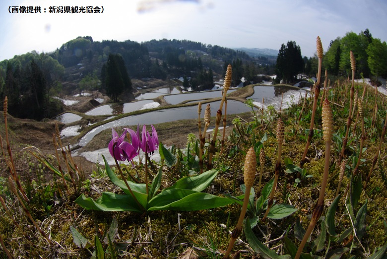 棚田の風景