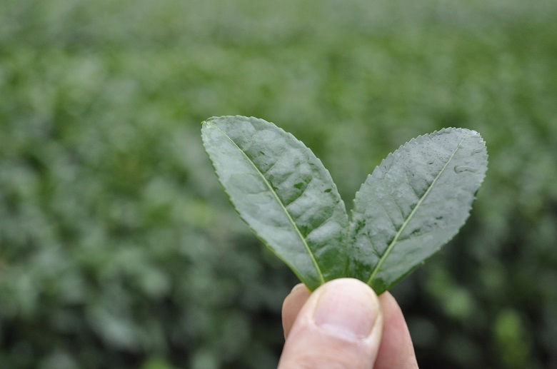 嬉野茶は丸みのある茶葉が特徴