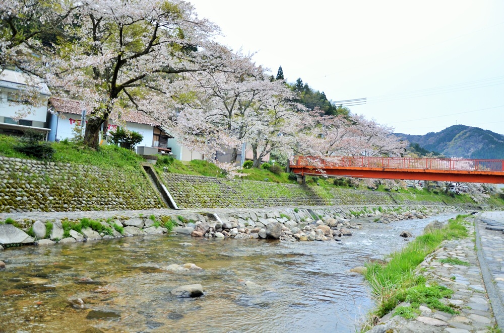 春来川沿いの桜