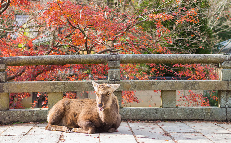 奈良公園