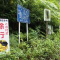 ヤンバルクイナが見られる？！大国林道