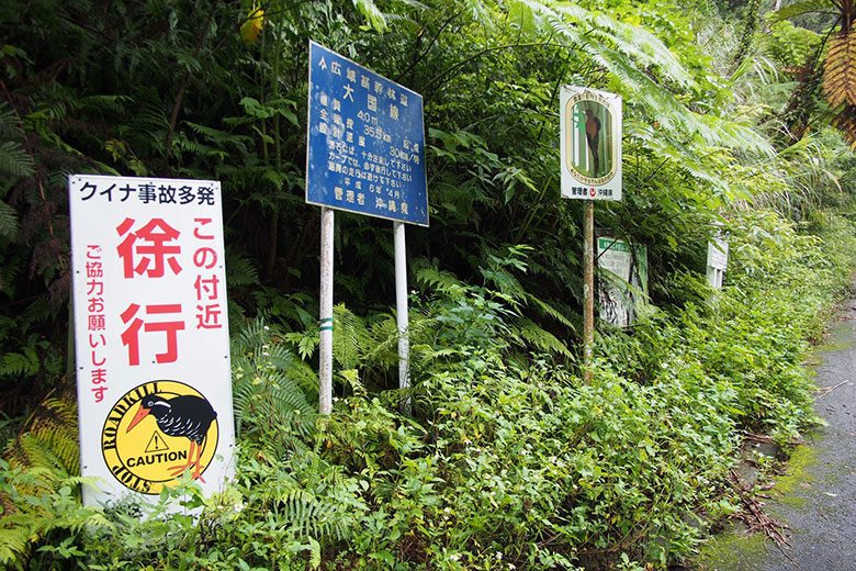 ヤンバルクイナが見られる？！大国林道