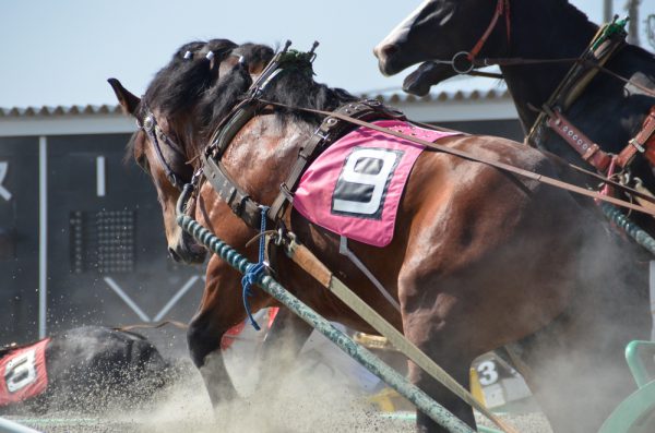 ばんえい競馬