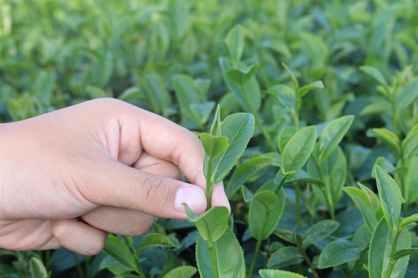 静岡でお茶摘み