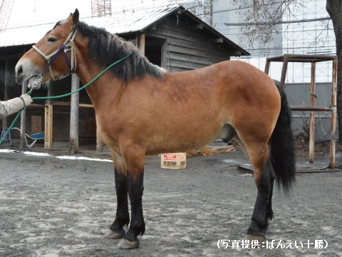 ばんえい競馬を走るたくましい「ばんば」