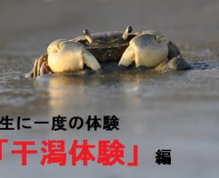 みんなで干潟体験