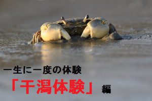 みんなで干潟体験