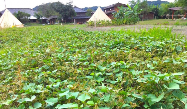 （写真提供：大村湾〜無人島〜滞在記「田島」）