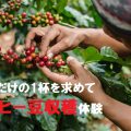 コーヒー豆収穫体験を沖縄で