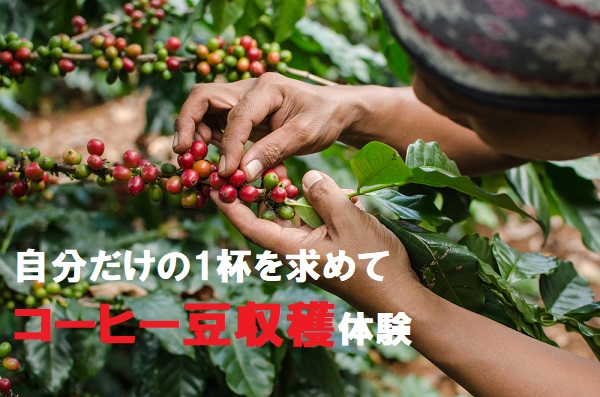 コーヒー豆収穫体験を沖縄で