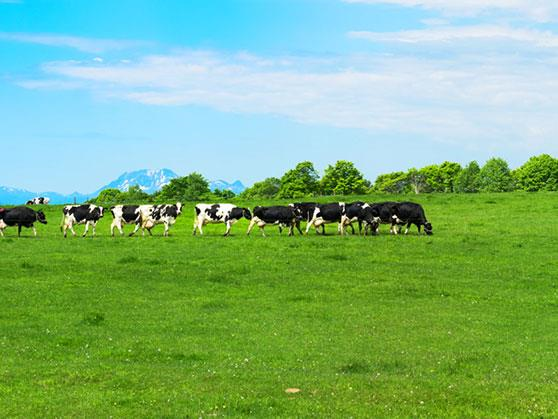 ウィラーが提供する北海道縦断絶景レイル＆バス