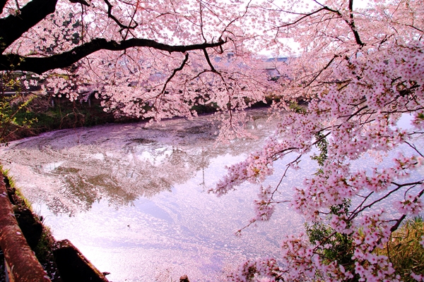 篠山城址