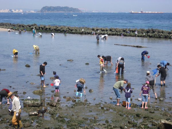 走水海岸の潮干狩り