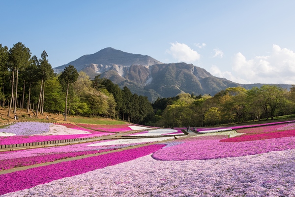 秩父・羊山公園