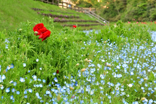 横須賀・くりはま花の国