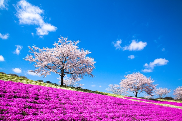 千葉・東京ドイツ村