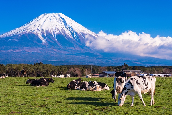 朝霧高原の牧場