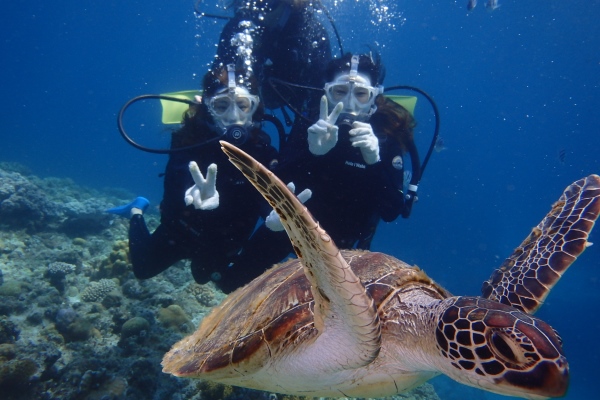 ウミガメと泳げる