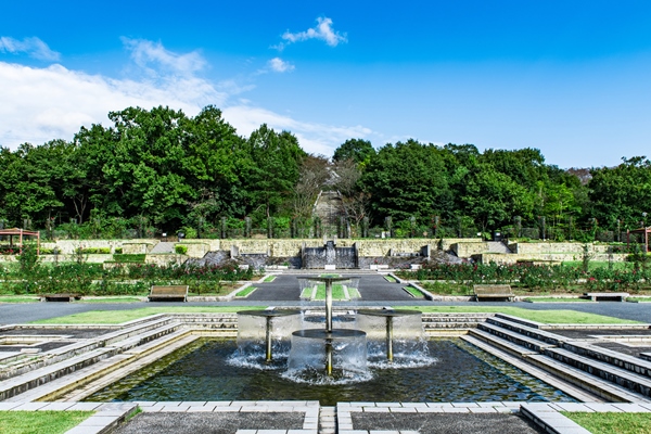 播磨中央公園のバラ園