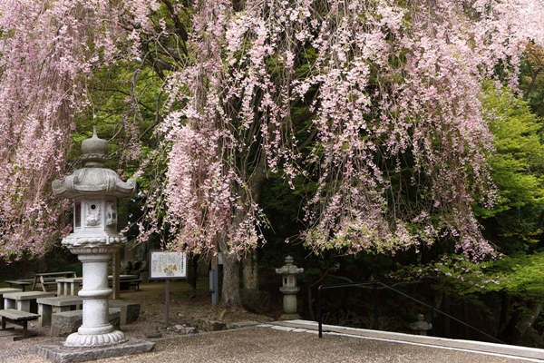 比叡山延暦寺の桜