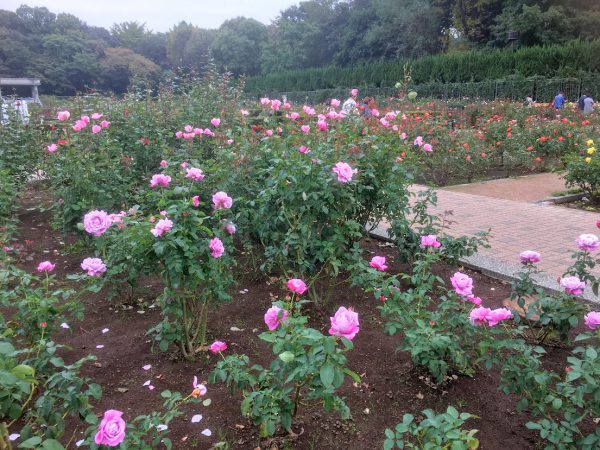 神代植物園