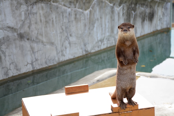 コツメカワウソは大人気