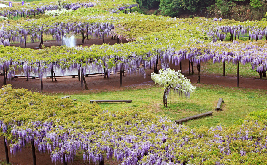 大町藤公園