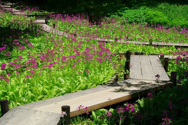 六甲山高山植物園