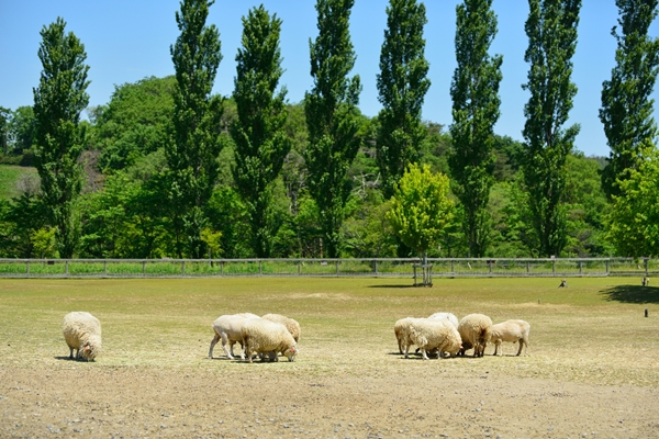 滋賀農業公園ブルーメの丘