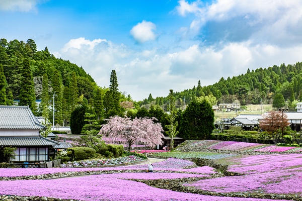 永沢寺・芝桜公園「花のじゅうたん」