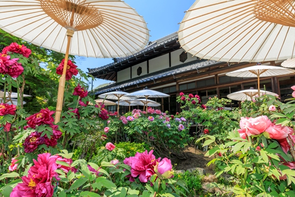 當麻寺・ボタン祭り