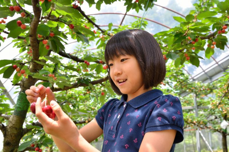 6月のバス旅行はさくらんぼ狩りがおすすめ